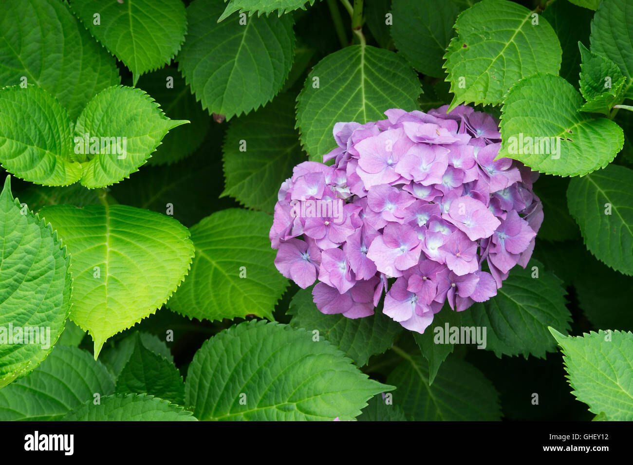 Hydrangea Macrophylla ‘Westfalen’ . Mophead Hydrangea flowers Stock