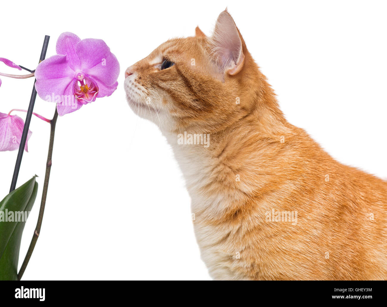 A closer look at Cat And Orchids