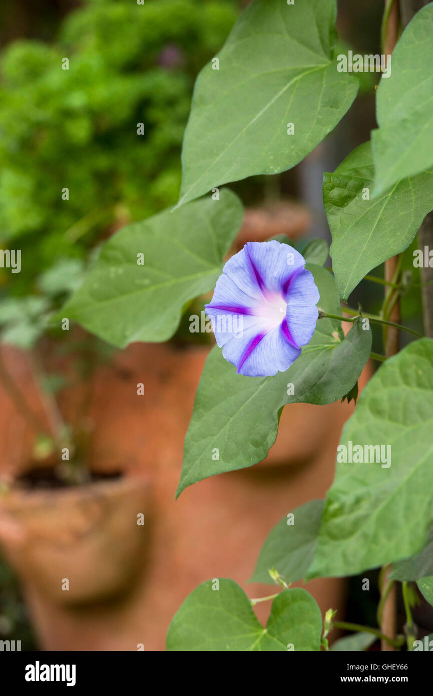 Ipomoea Morning glory 'Hazelwood blues' in an English garden Stock Photo