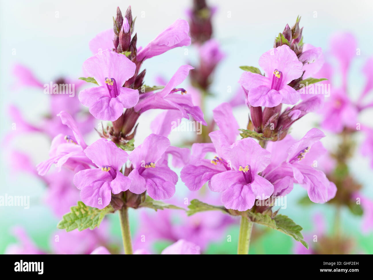 Stachys macrantha  Big Betony  June Stock Photo