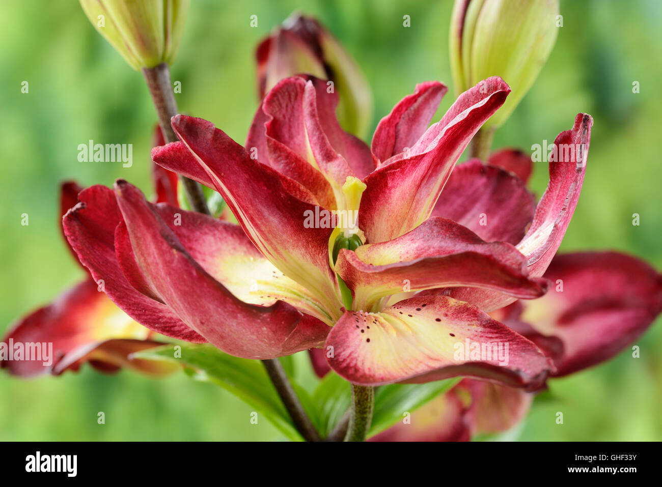 Lilium  'Double Sensation'   Double Asiatic lily  June Stock Photo
