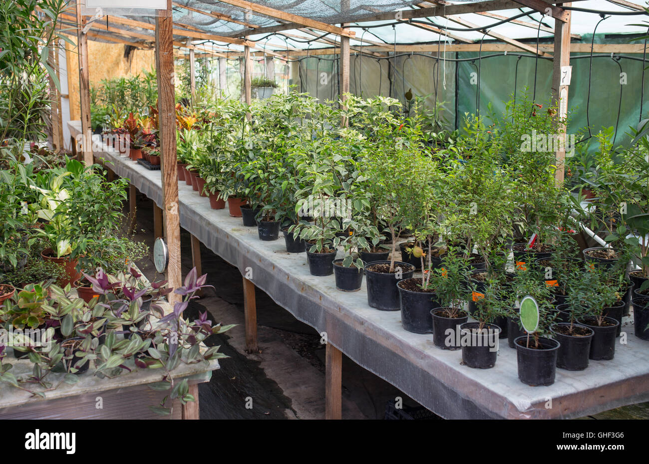 Photo of interior of greenhouse with lots of plants Stock Photo