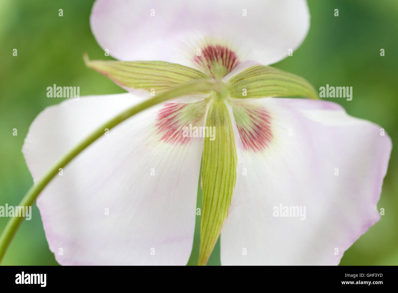 Calochortus catalinae  Mariposa lily  Back of flower  May Stock Photo