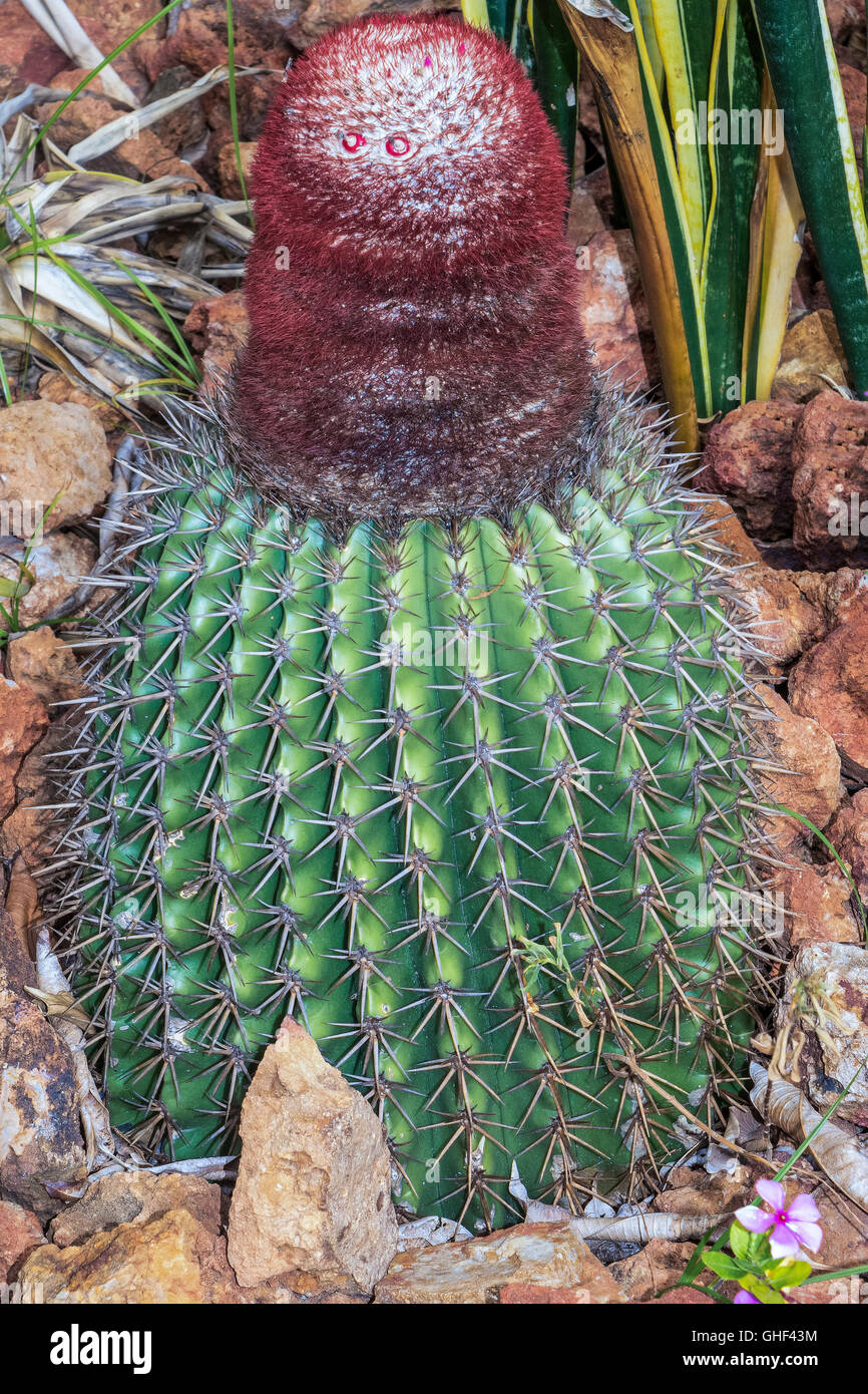 Turks Head Cactus (melocactus) Antigua West Indies Stock Photo