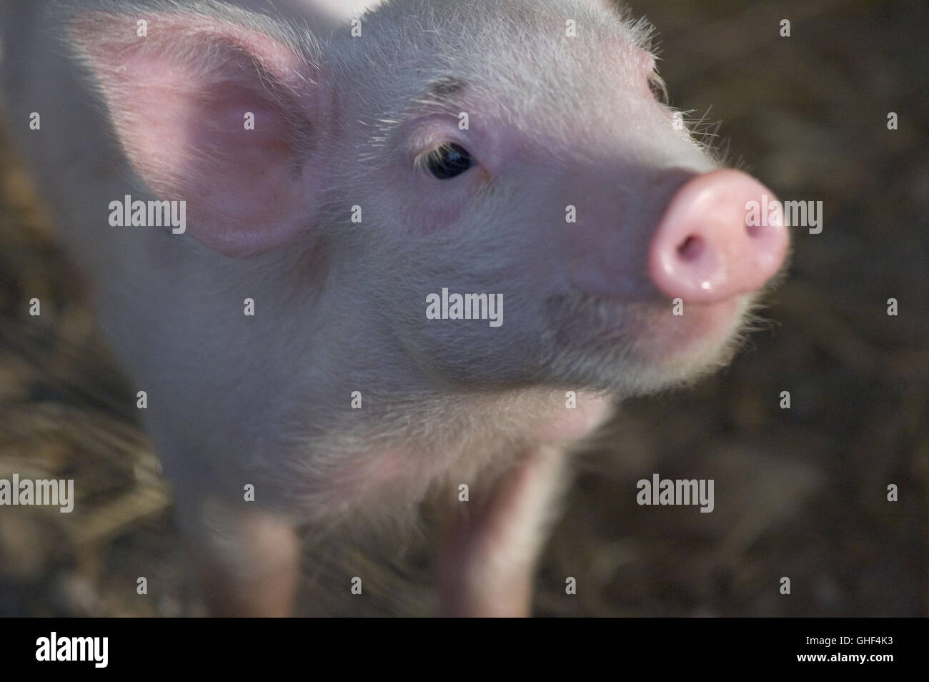 Wilbur the pig hires stock photography and images Alamy