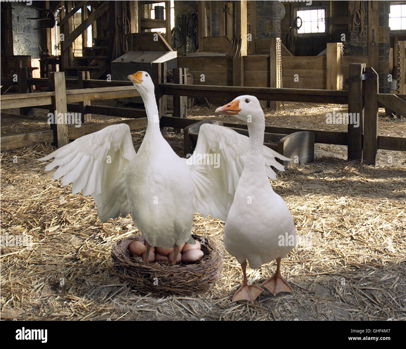 Golly the goose hi-res stock photography and images - Alamy