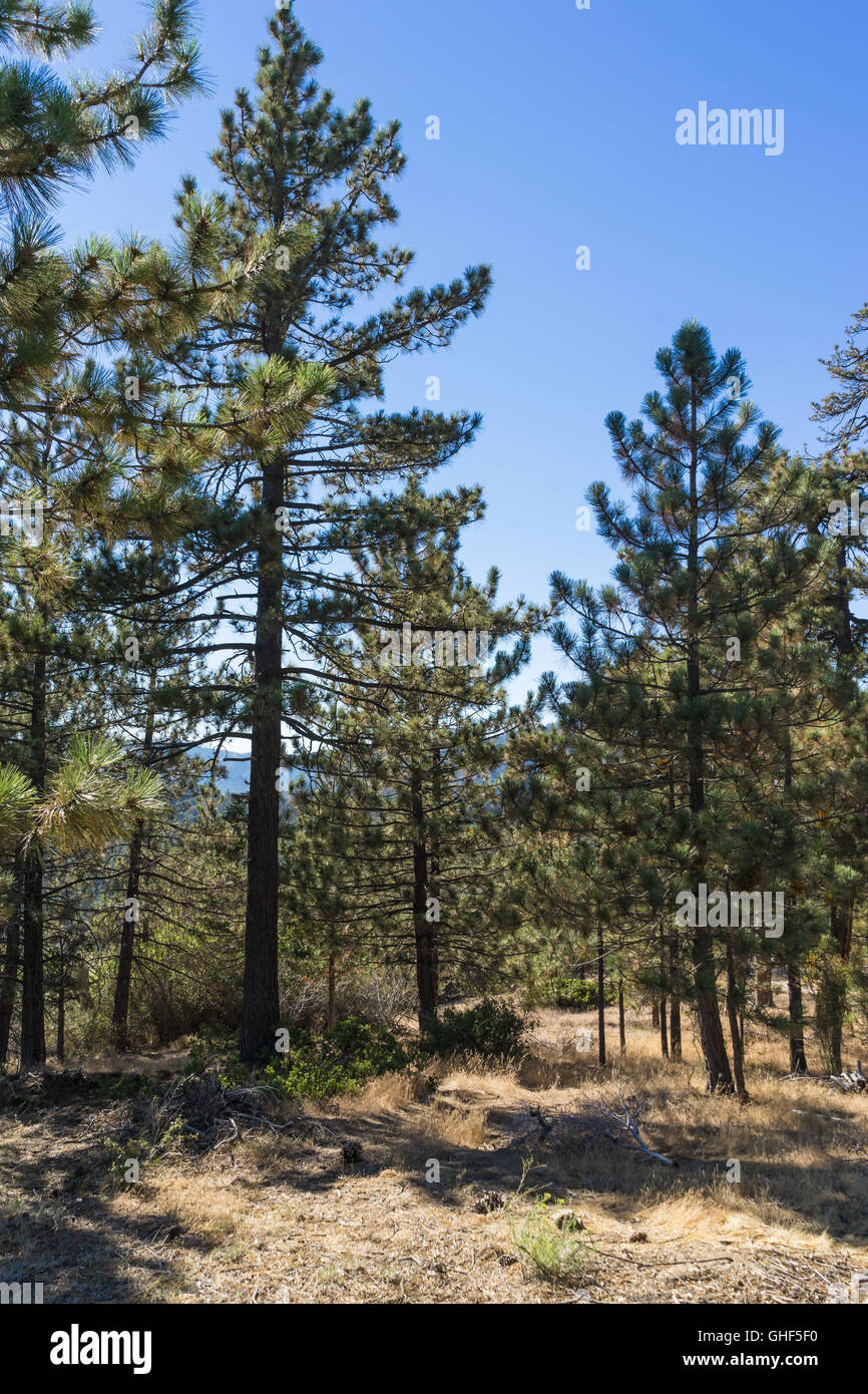 Cluster of pine trees grow in the Angeles National Forest of southern