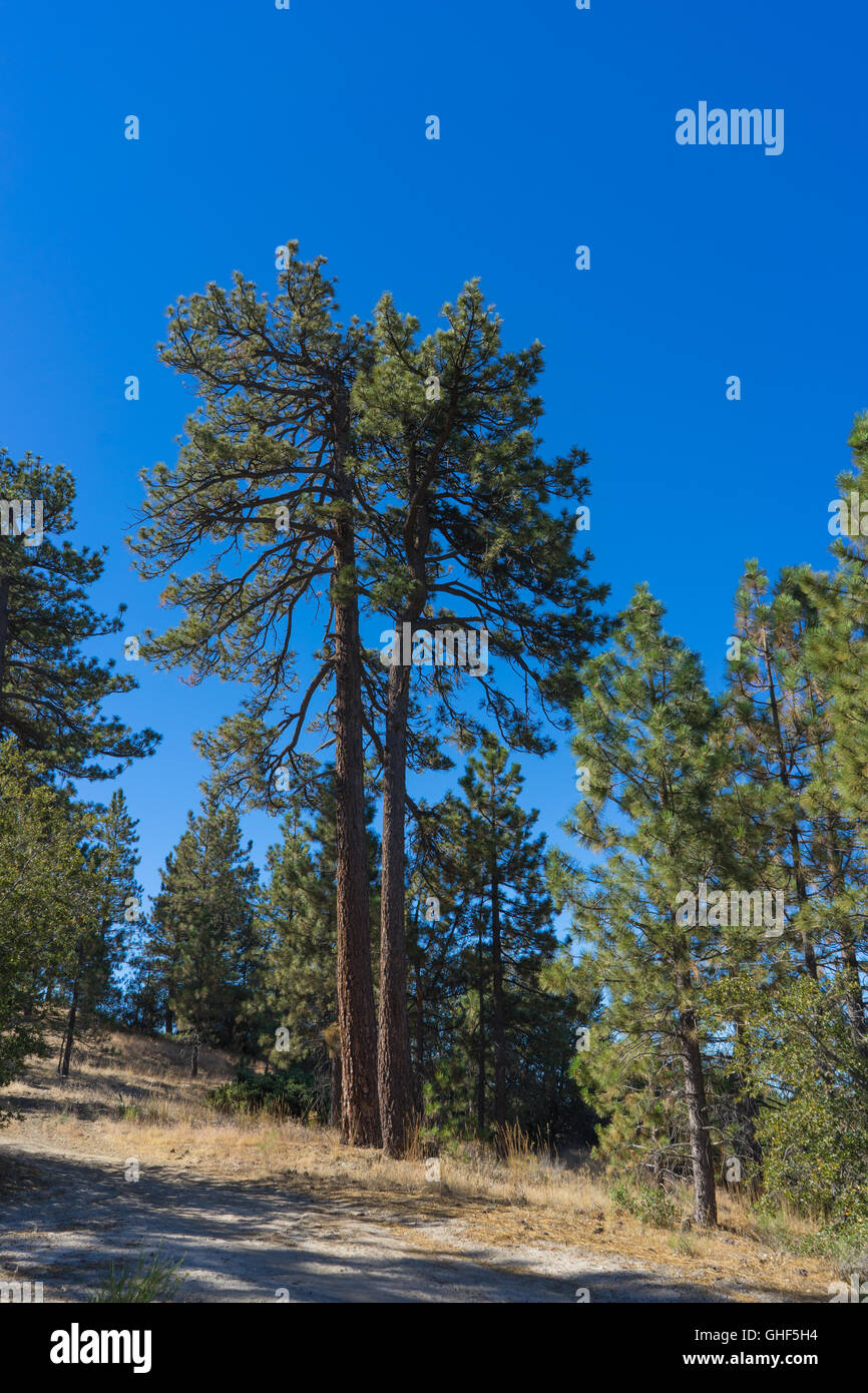 Twin pine hires stock photography and images Alamy