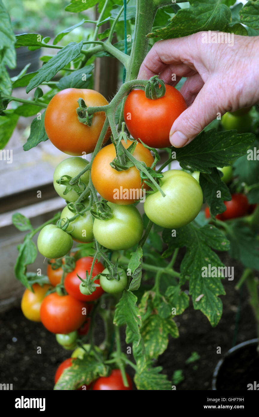 RIPE RED MONEYMAKER TOMATO WITH RIPENING TOMATOES BEING PICKED   HEALTHY EATING GROWING VEGETABLES GREENHOUSE GARDENING FRUIT UK Stock Photo
