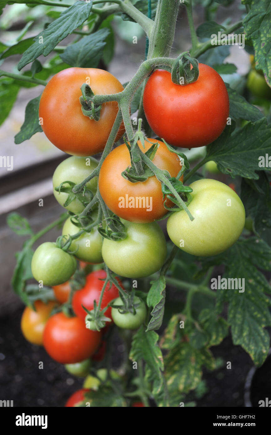 RIPENING RED MONEYMAKER TOMATO WITH RIPENING TOMATOES PICKING  HEALTHY EATING GROWING VEGETABLES GREENHOUSE GARDENING FRUIT UK Stock Photo