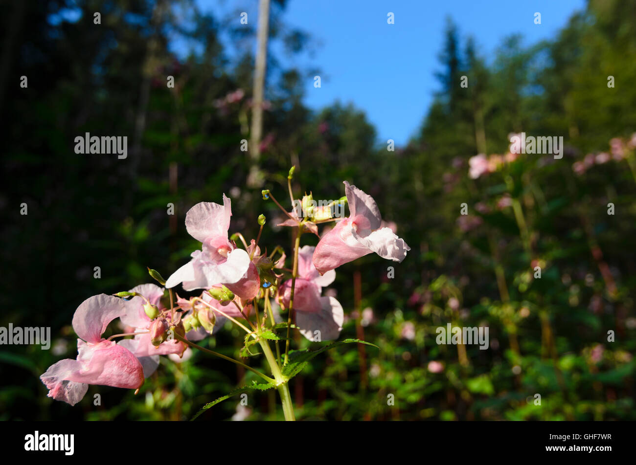 Himalayan balsam ( Impatiens glandulifera ) , also known as Indian balsam , an invasive species ( neophyte ), Austria, Stock Photo