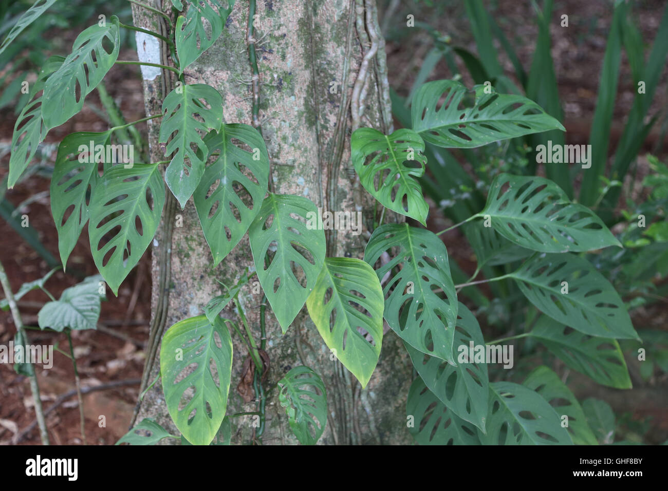 "Swiss Cheese Vine", aka Monstera pitterii, growing naturally at the