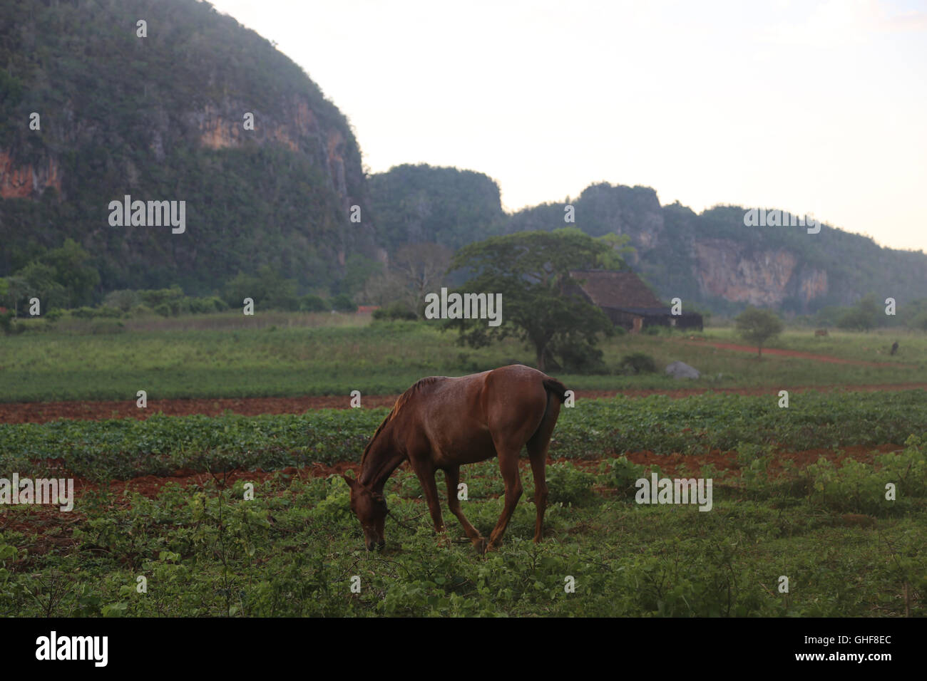 A horse grazing in Vinales Valley, Cuba Stock Photo
