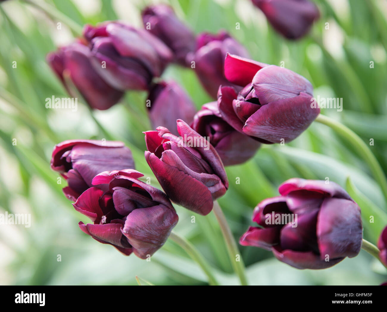 bunch of tulip flowers close up for background Stock Photo - Alamy