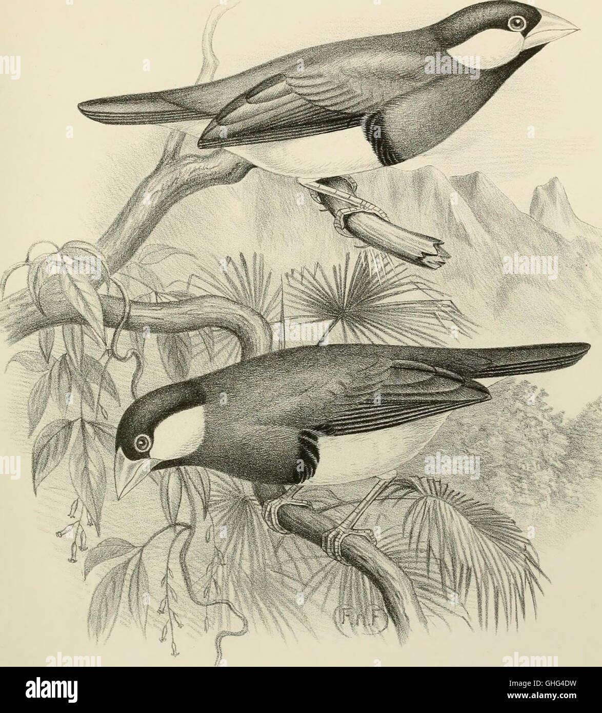 *A Monograph of the Weaver-Birds, Ploceid and Arboreal and Terrestrial ...