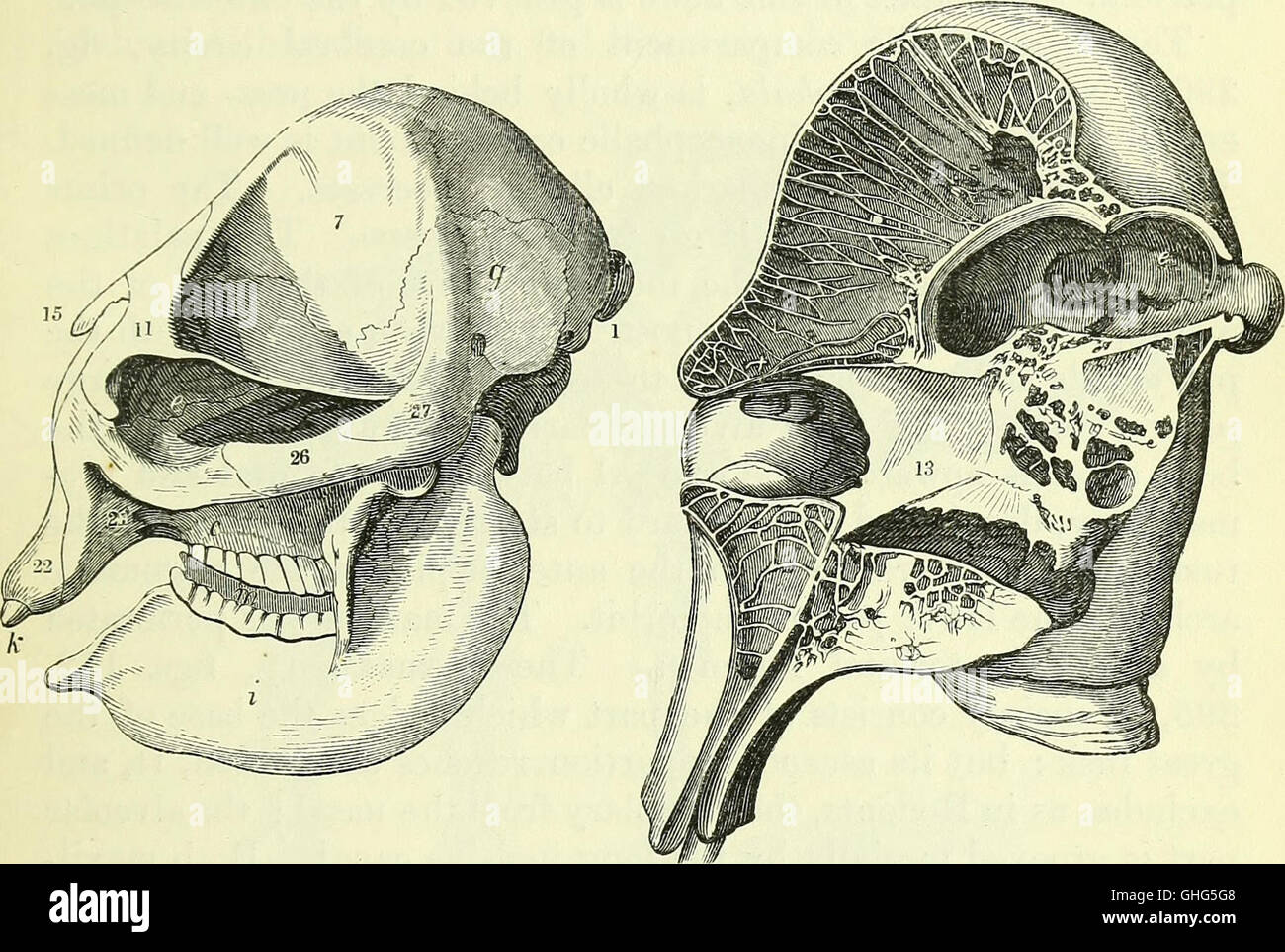 This 1866 work on vertebrate anatomy offers a detailed study of the ...