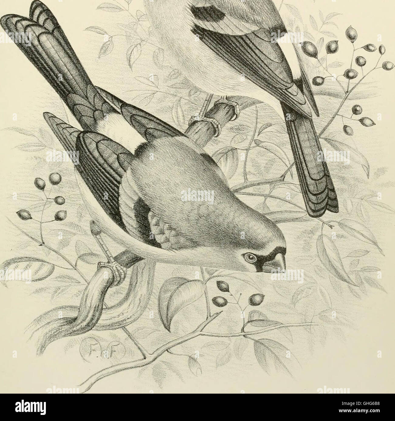 An 1888 monograph focusing on weaver-birds, Ploceidae, and finches ...