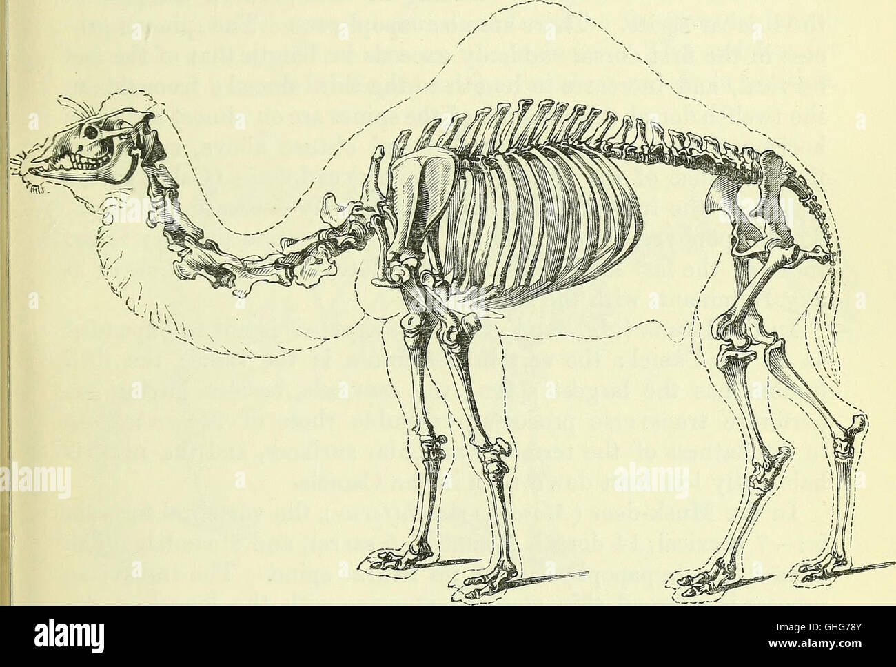 Published in 1866, this work focuses on the anatomical structure of ...