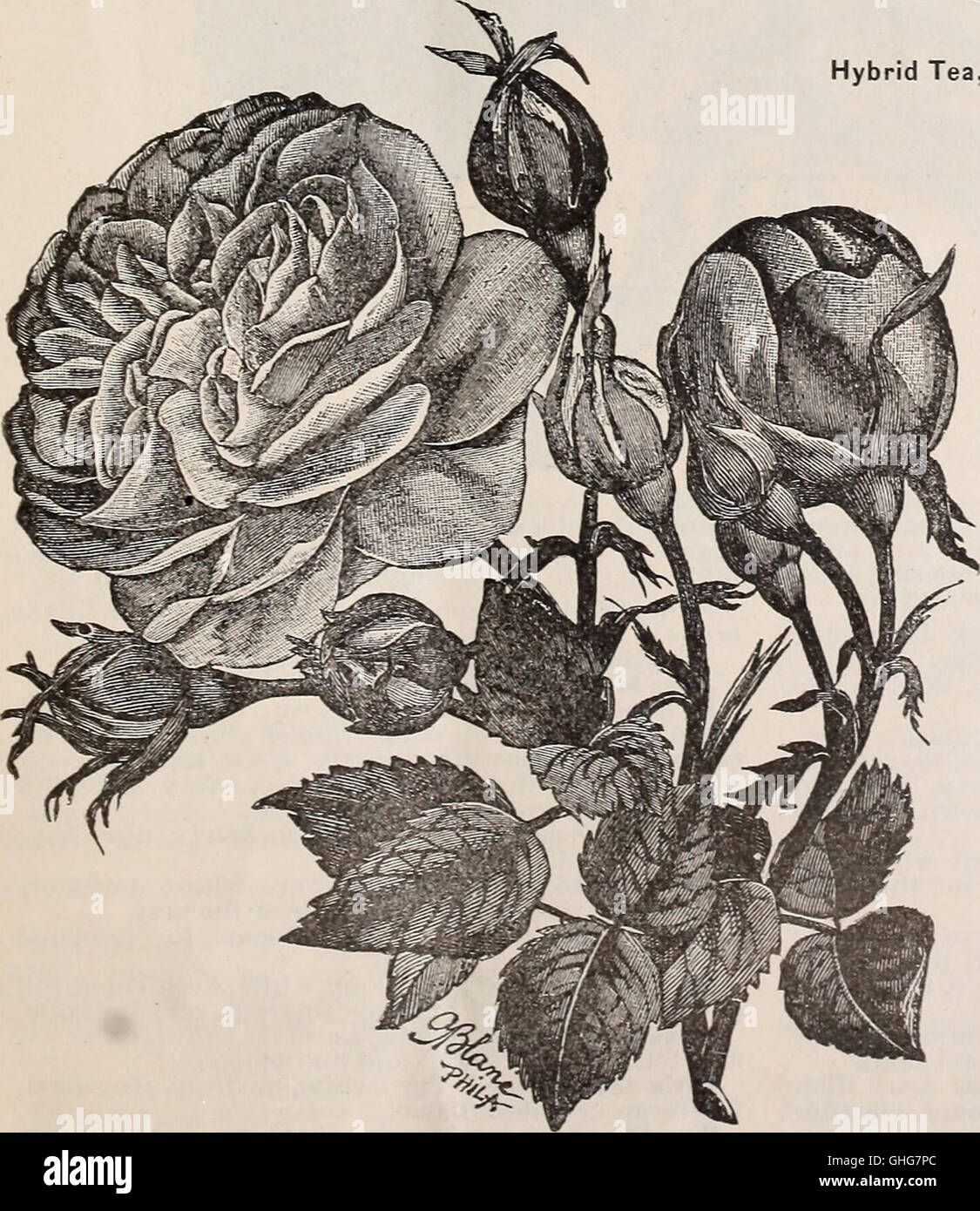 This 1884 catalog offers an extensive list of new and rare varieties of