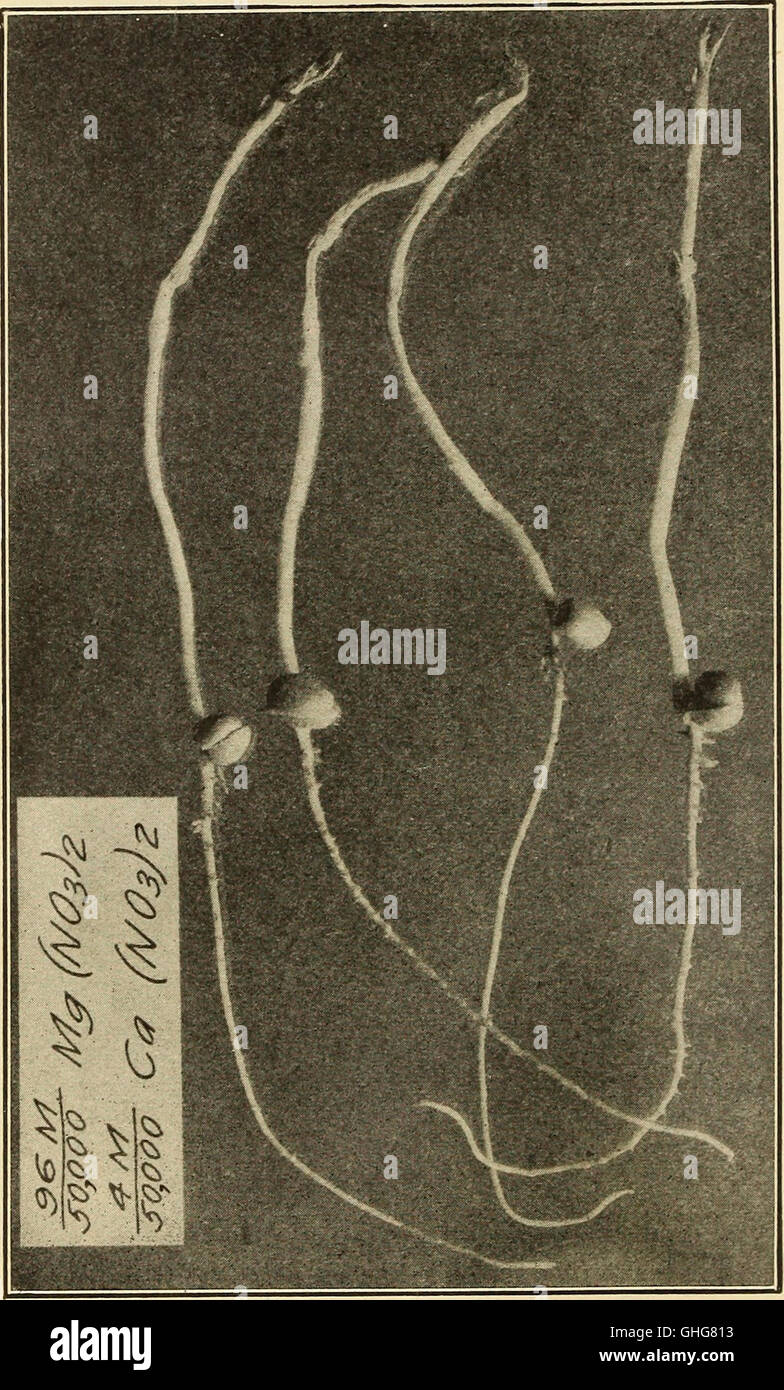 Salt Around Roots This 1912 study investigates the absorption and excretion of salts by ...