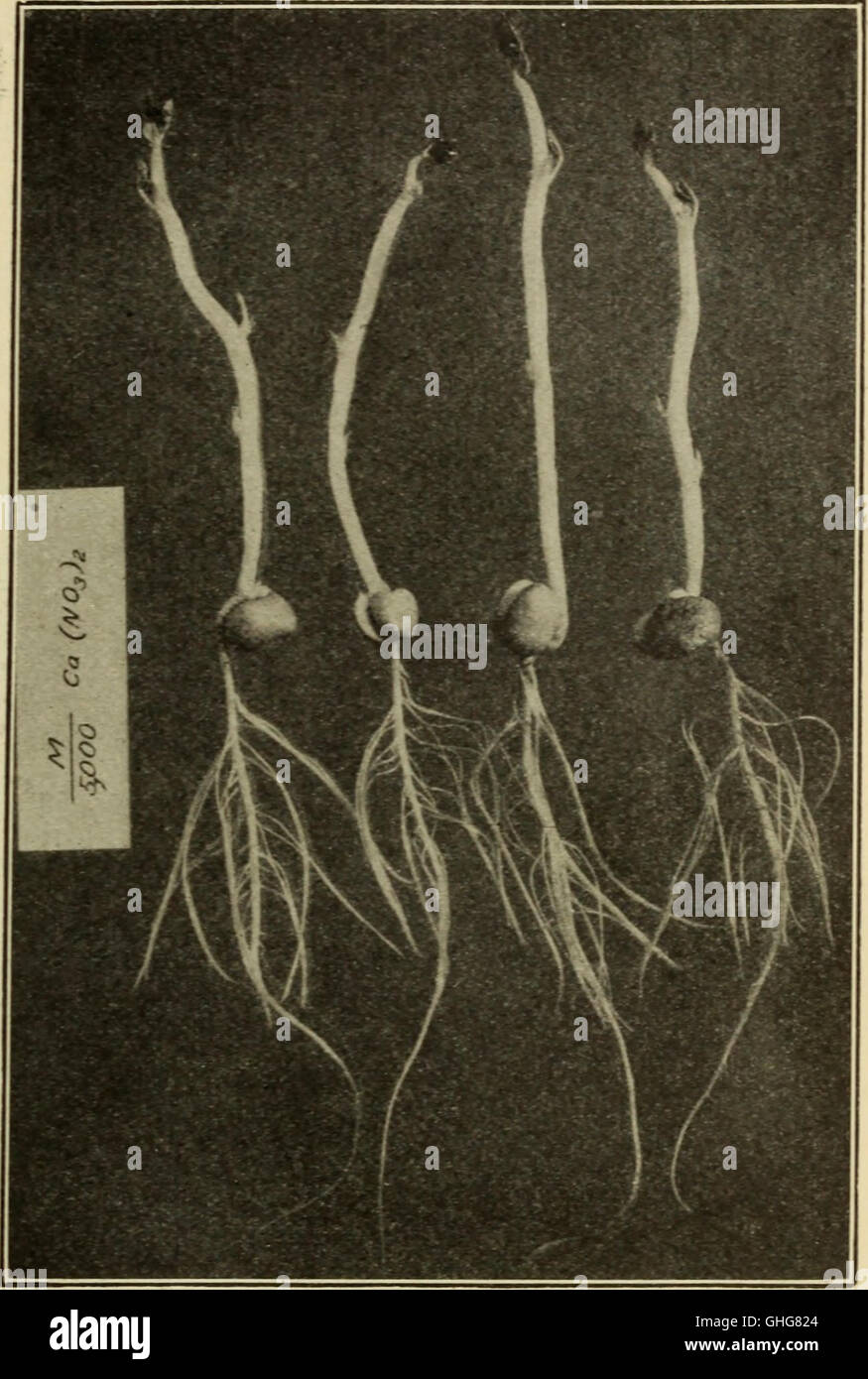 Salt Around Roots Absorption and excretion of salts by roots, as influenced by ...