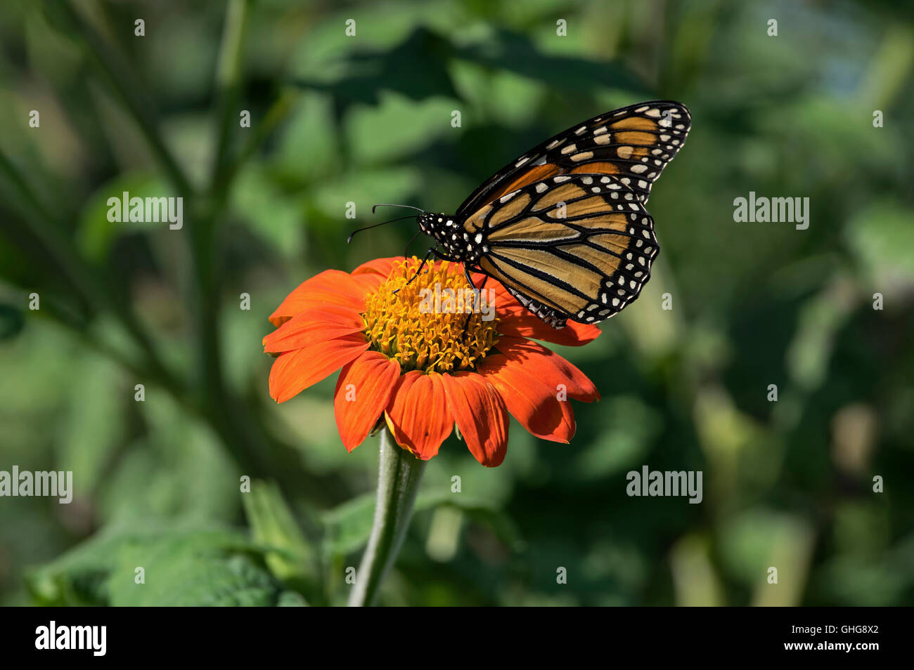 Monarch butterfly on Mexican sunflower. Monarch butterfly is a milkweed ...