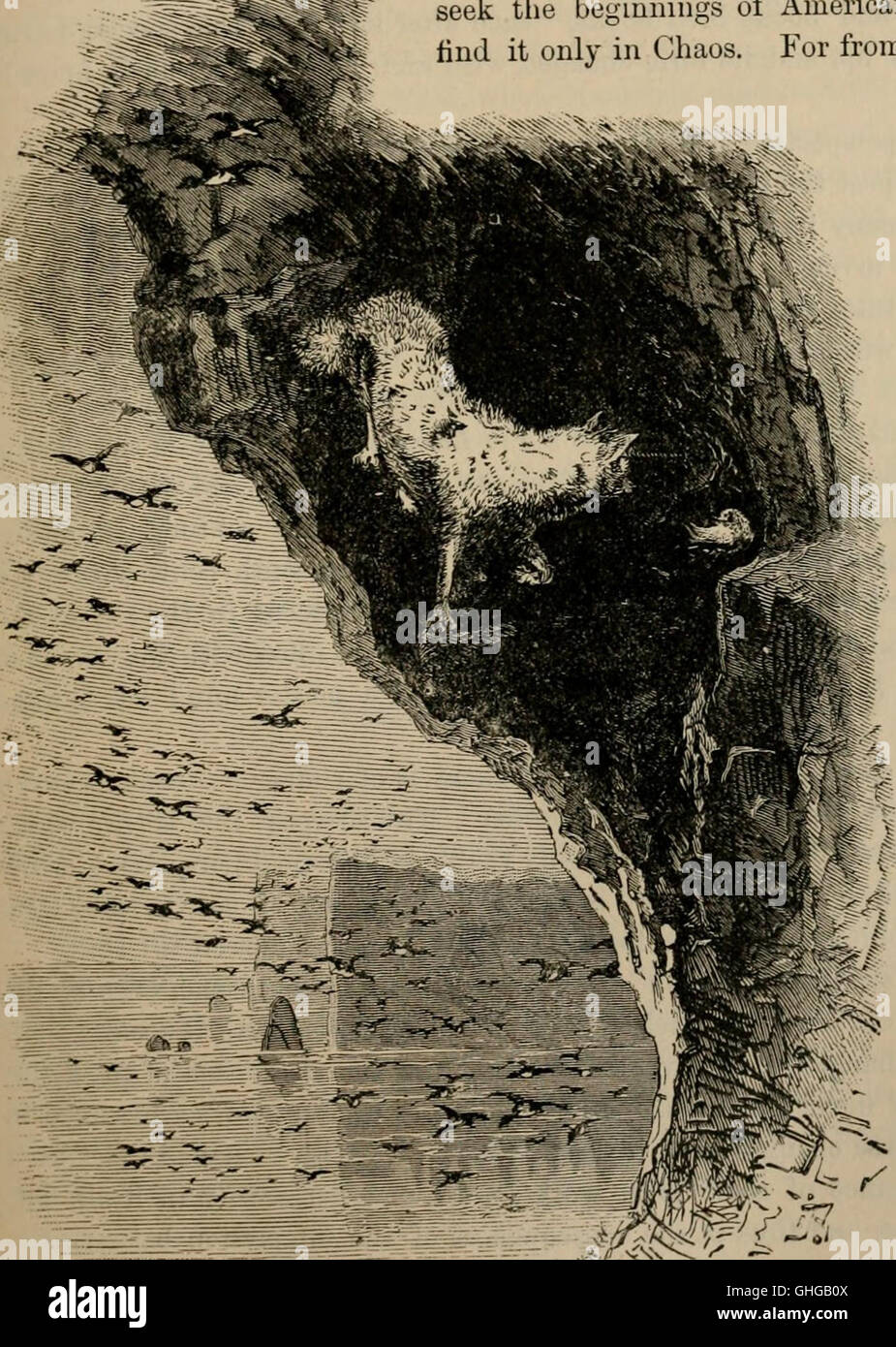 Key to North American birds. Containing a concise account of every species of living and fossil bird at present known from the continent north of the Mexican and United States boundary, inclusive of Stock Photo