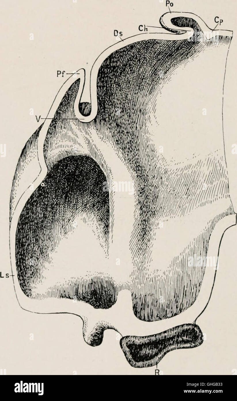 The morphology and evolutional significance of the pineal body - being part I of a contribution to the study of the epiphysis cerebri with an interpretation of the morphological, physiological and Stock Photo