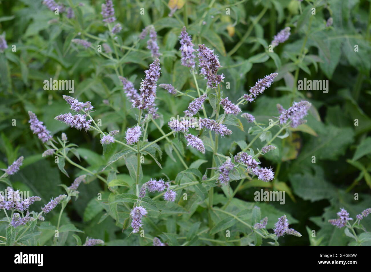 Purple wildflowers hi-res stock photography and images - Alamy