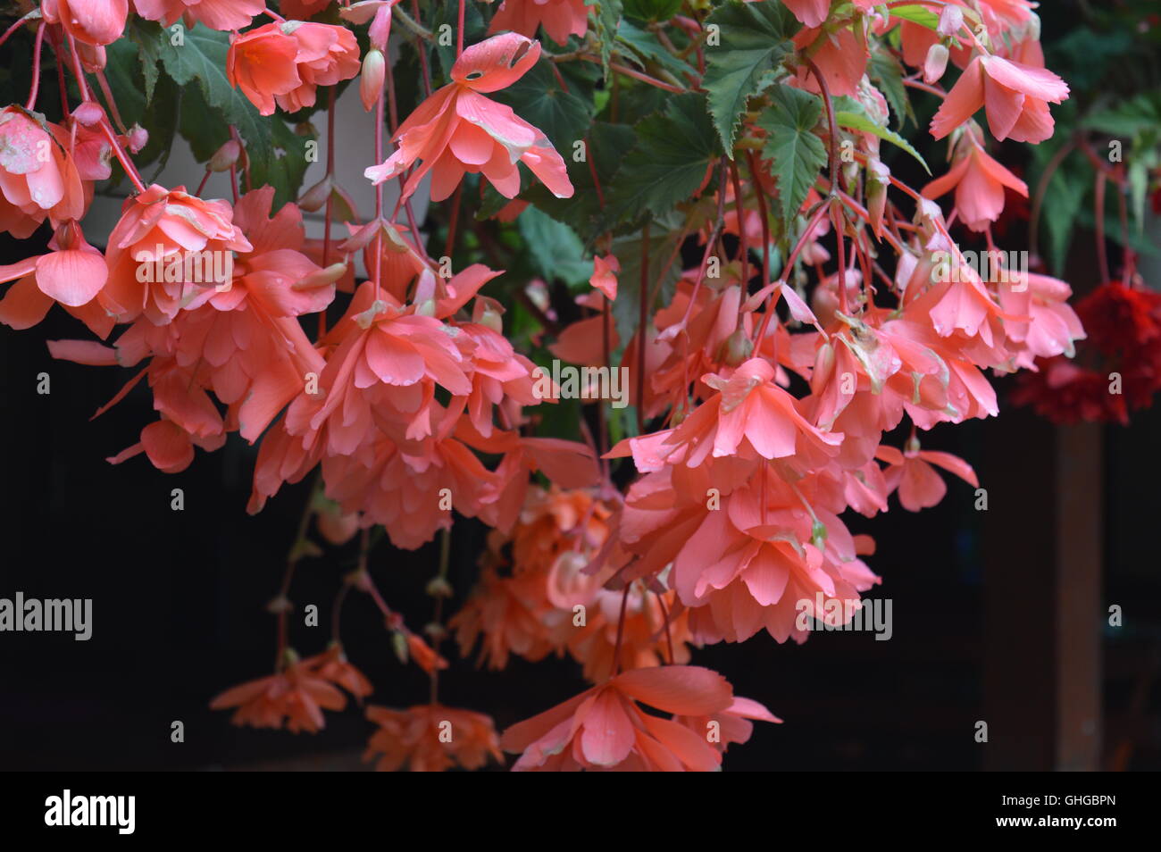 Pink begonias Stock Photo