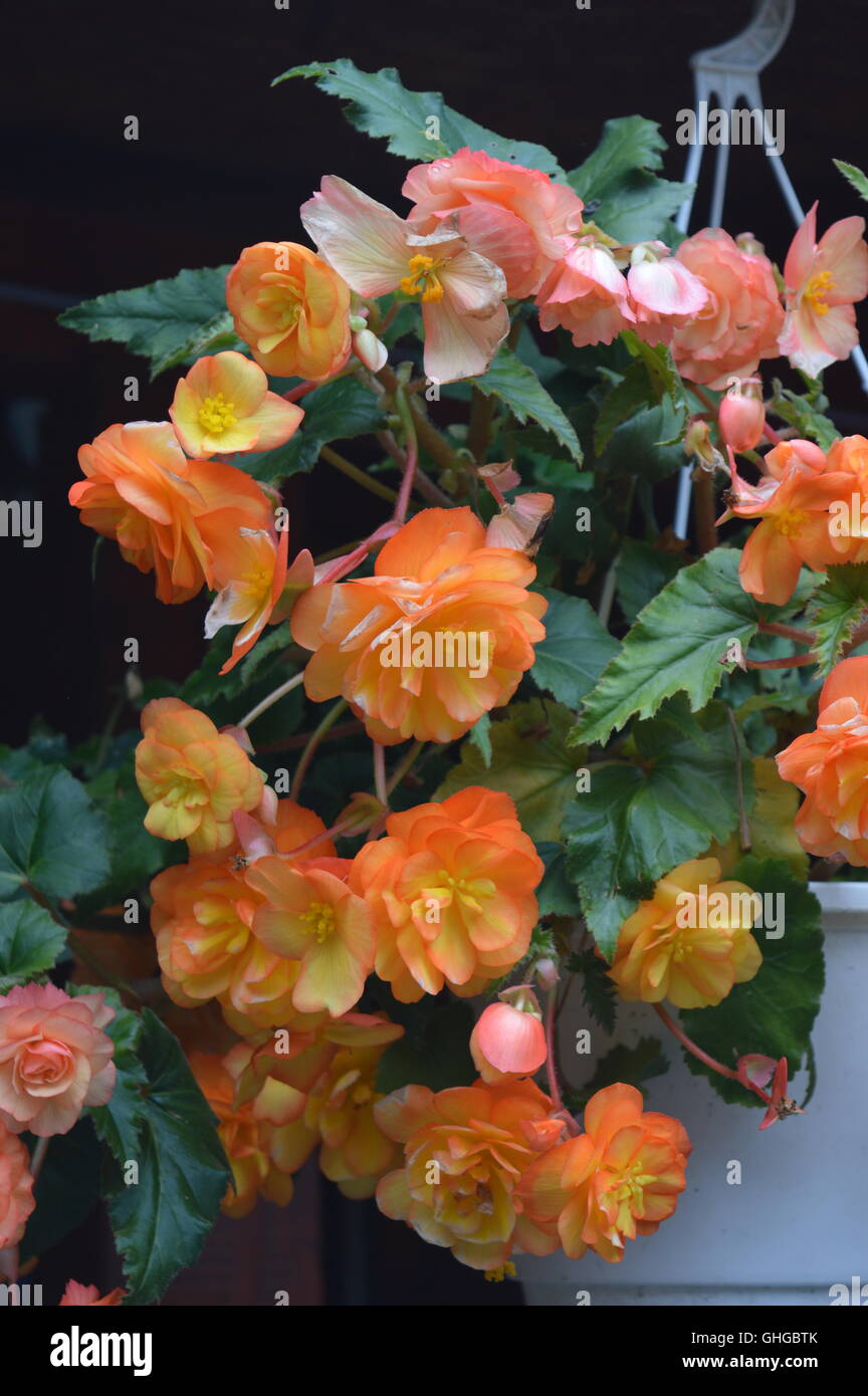Orange begonias Stock Photo