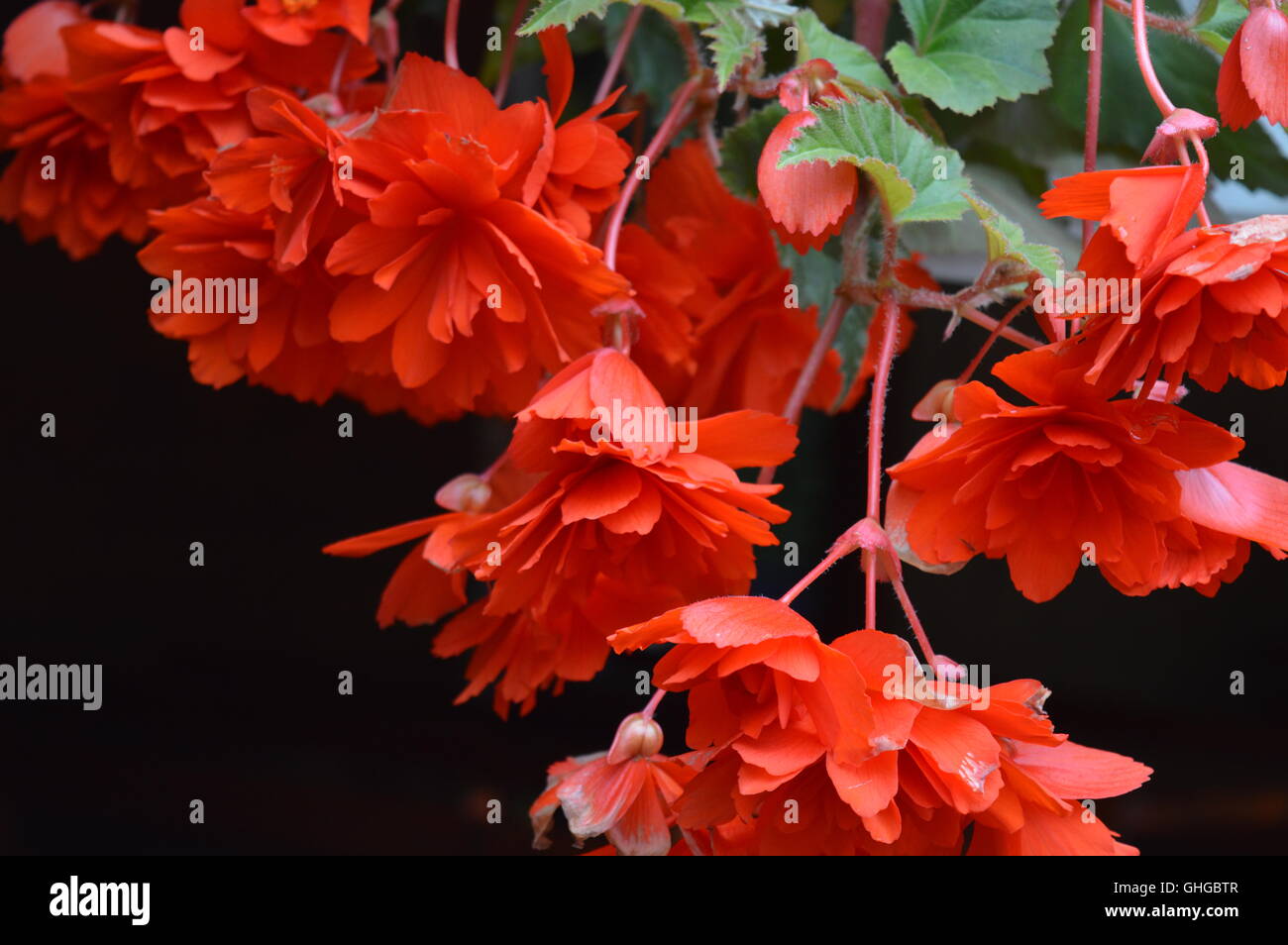 Red begonias Stock Photo