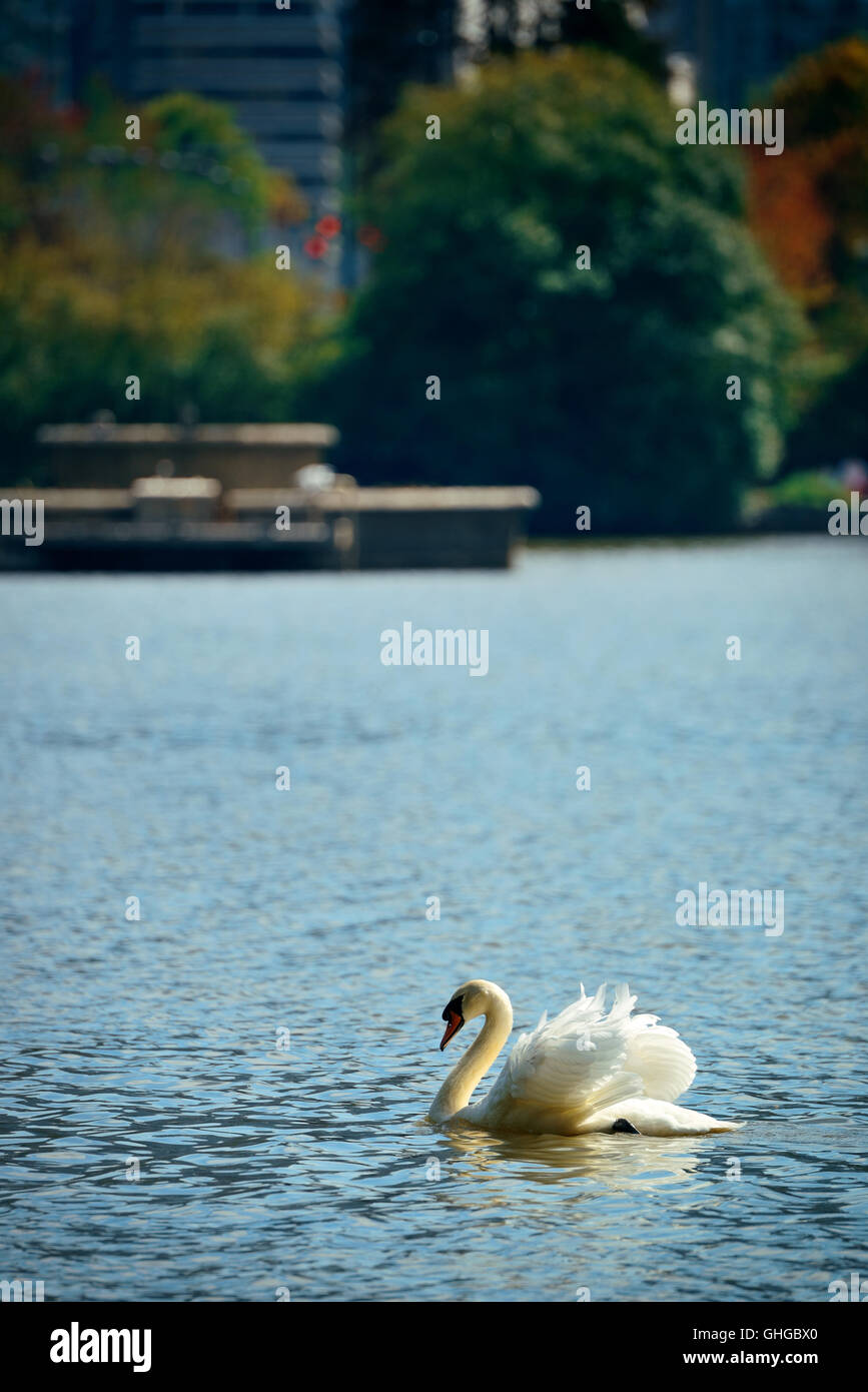 Vancouver city skyline viewed from Stanley Park Stock Photo - Alamy