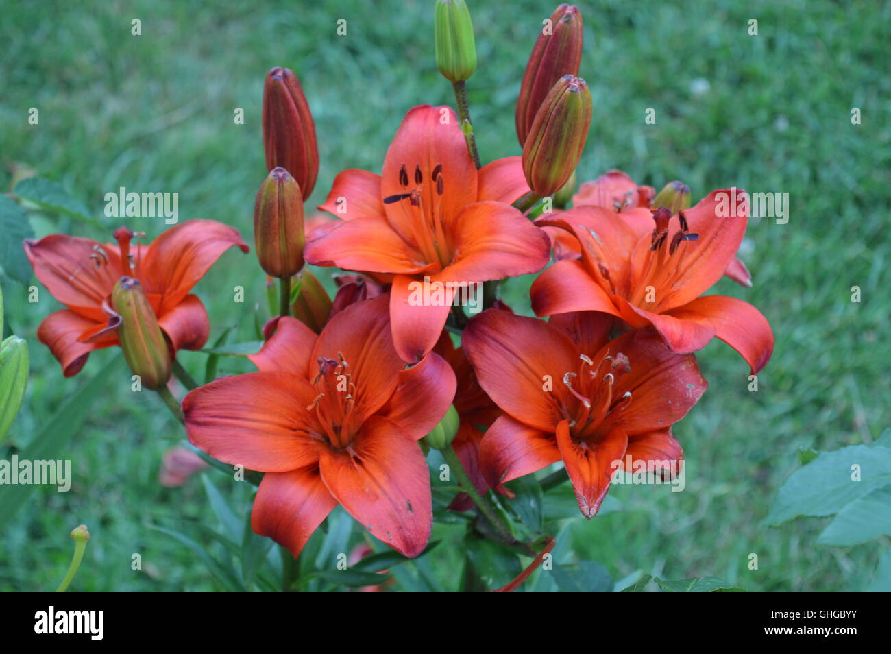 Red lilies in a garden Stock Photo Alamy