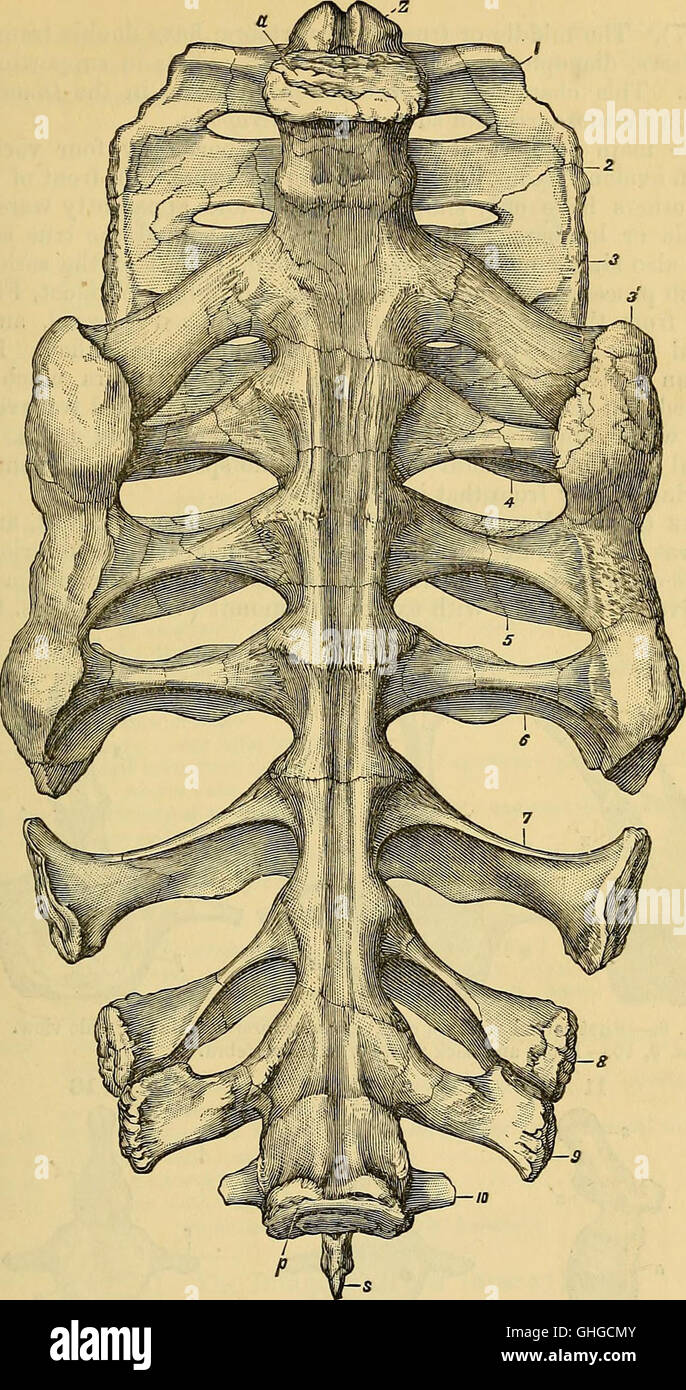 Geological magazine (1891 Stock Photo Alamy