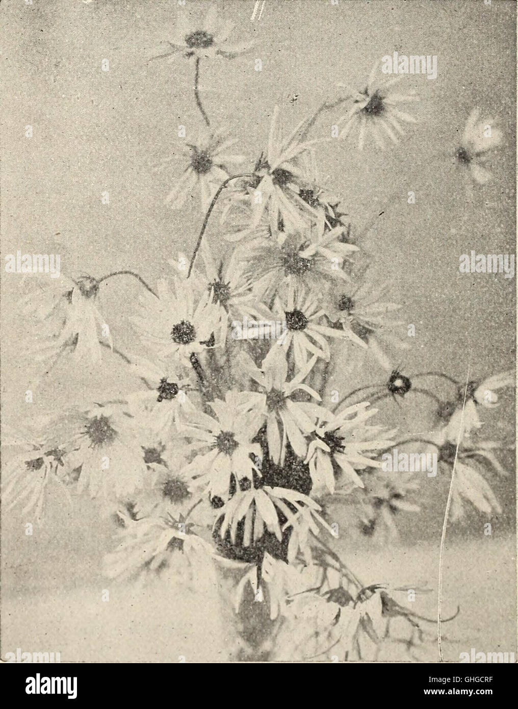 Shepherds descriptive catalogue hires stock photography and images Alamy