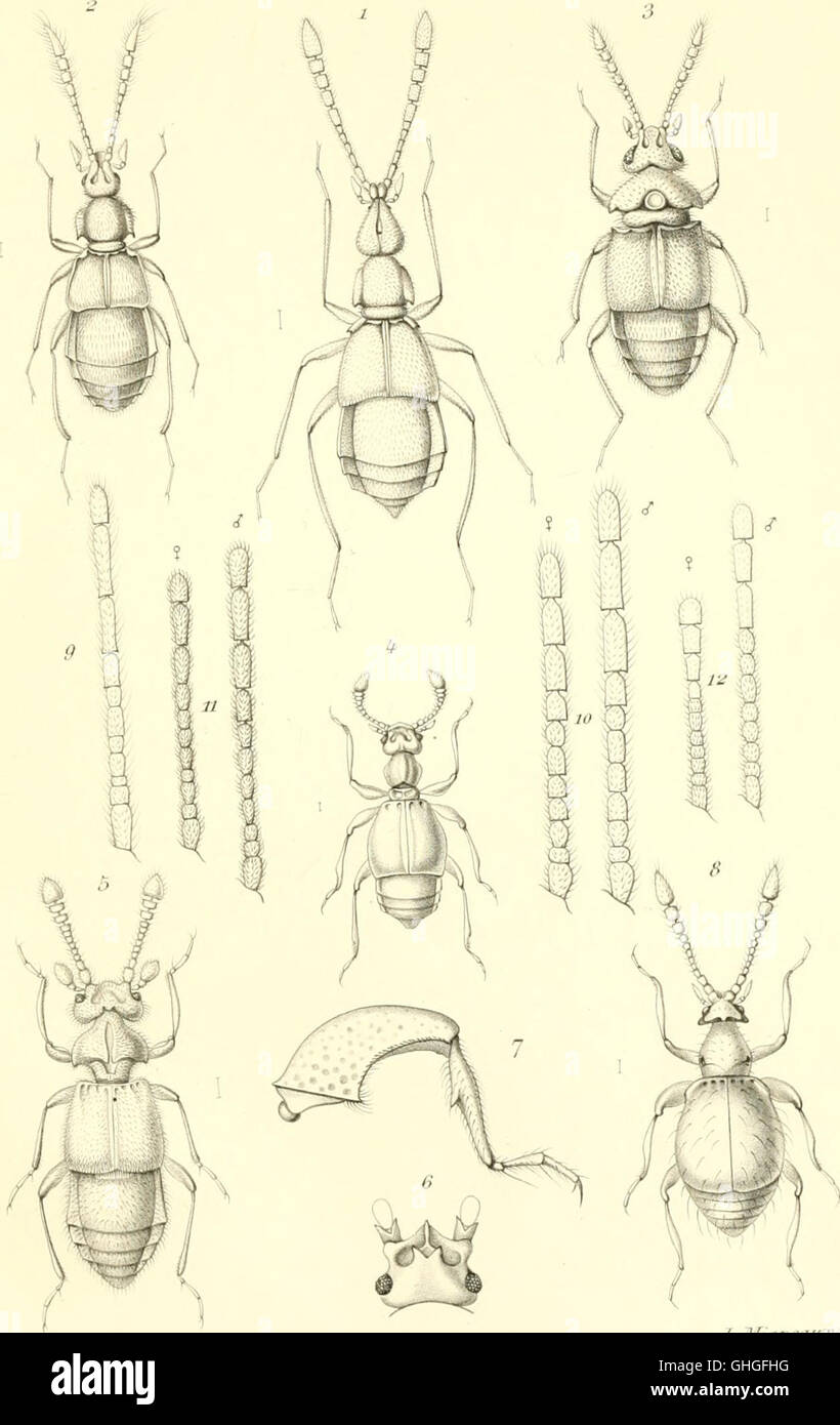 Annales de la Société entomologique de France (1890 Stock Photo Alamy