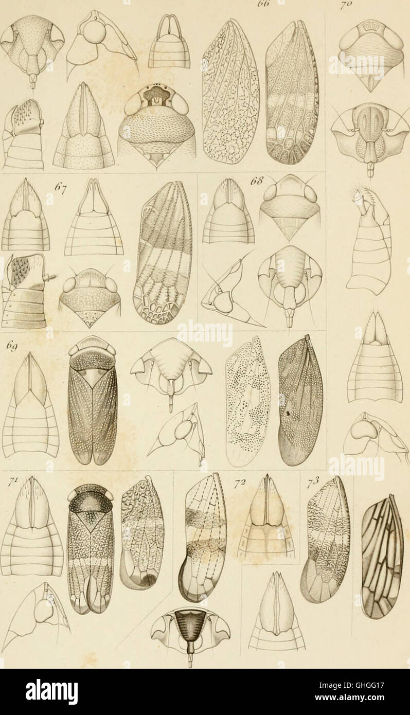 Annales de la Société entomologique de France (1880 Stock Photo Alamy