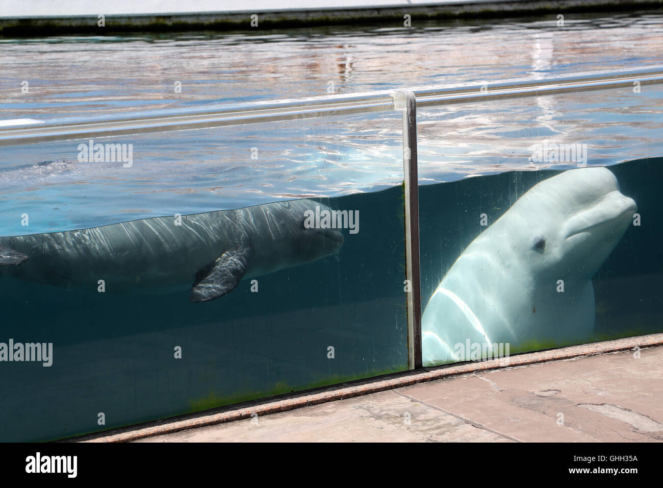 Beluga whales create art in Japan aquarium