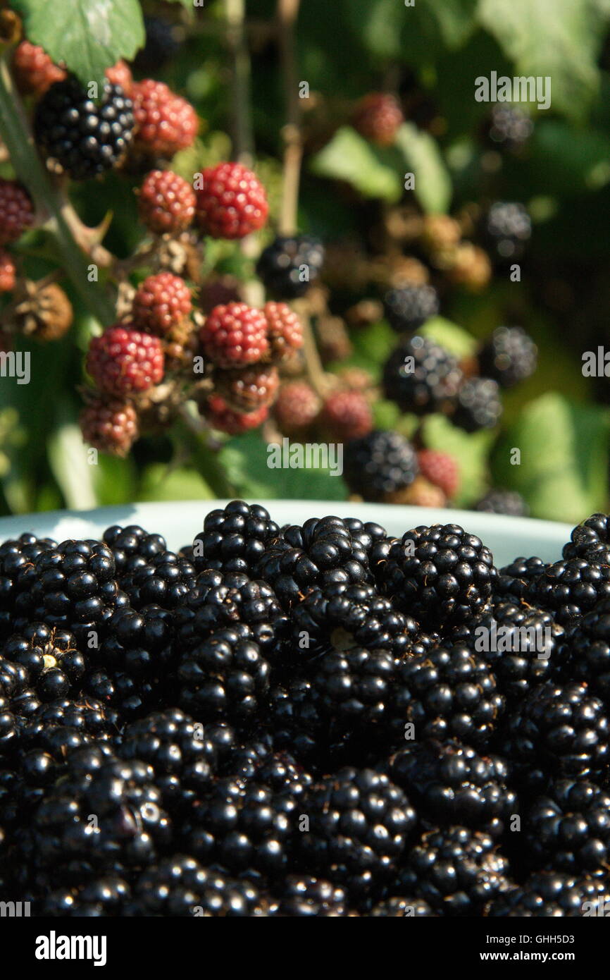 Swindon, UK, 14th September 2016. Blackberry bushes growing wild in