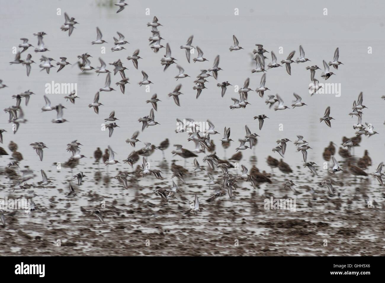 Qingdao, Qingdao, China. 27th Sep, 2016.  Hundreds of migratory birds including dunlins pass Jiaozhou Bay Wetland during their migration in Qingdao, east China's Shandong Province, September 27th, 2016. Dunlin, a circumpolar breeder in Arctic or subarctic regions, are long-distance migrants, wintering south to Africa, southeast Asia and the Middle East. The dunlins fly to south of Yangtze River in China in September and October every year. It's rare that so many dunlins stop to have a rest at Jiaozhou Bay Wetland, whi Stock Photo