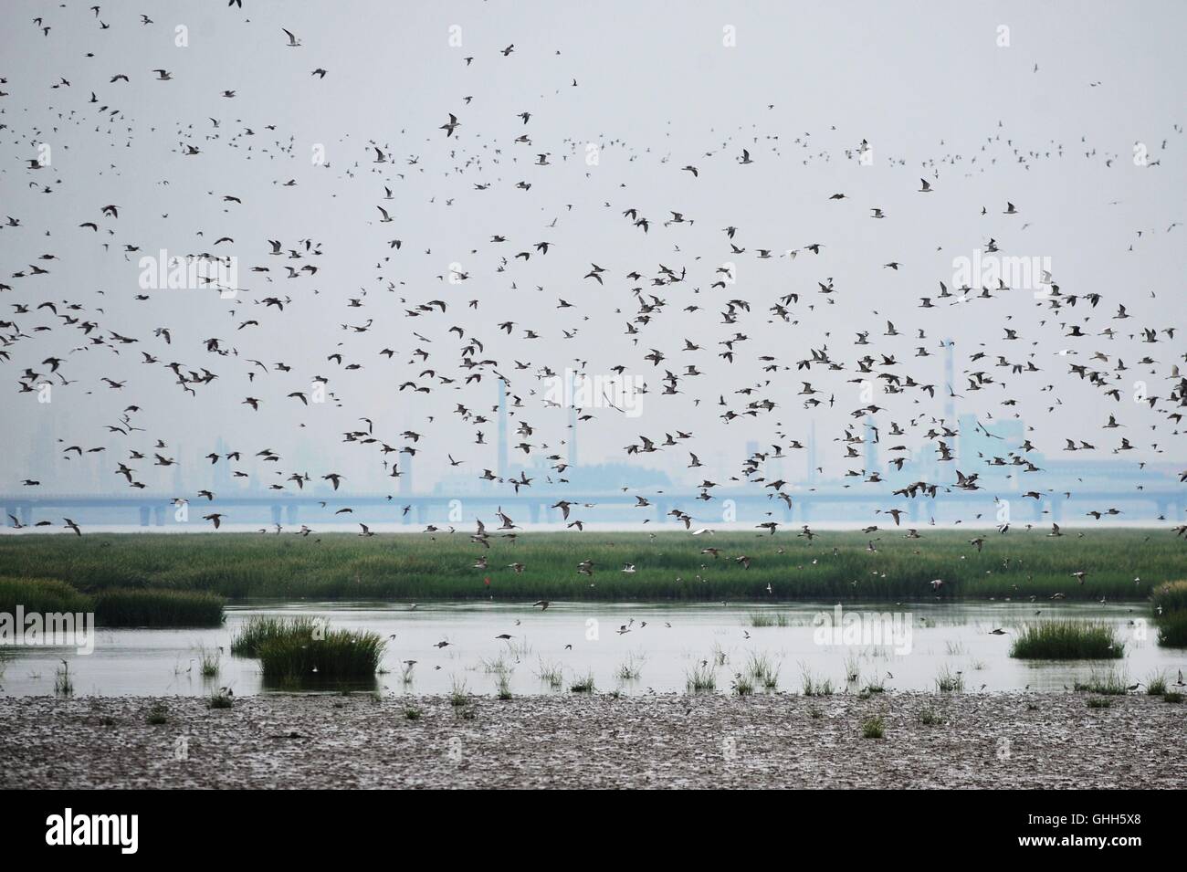 Qingdao, Qingdao, China. 27th Sep, 2016.  Hundreds of migratory birds including dunlins pass Jiaozhou Bay Wetland during their migration in Qingdao, east China's Shandong Province, September 27th, 2016. Dunlin, a circumpolar breeder in Arctic or subarctic regions, are long-distance migrants, wintering south to Africa, southeast Asia and the Middle East. The dunlins fly to south of Yangtze River in China in September and October every year. It's rare that so many dunlins stop to have a rest at Jiaozhou Bay Wetland, whi Stock Photo