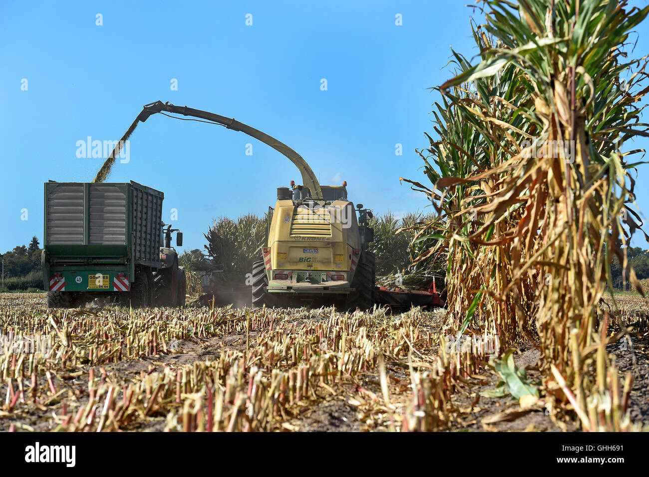 Hannover, Germany. 27th Sep, 2016. A chaff cutter pours corn chaffs