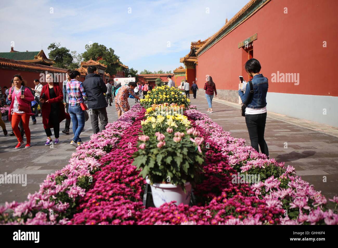 Beijing, Beijing, China. 27th Sep, 2016. Beijing, CHINA-September 27 2016:?(EDITORIAL?USE?ONLY.?CHINA?OUT) More than 30,000 pots of chrysanthemums from Kaifeng City are on display in the Palace Museum on September 27th, 2016, marking the upcoming National Day which falls on October 1st, 2016. The fine chrysanthemums of different kinds are showcased in the Forbidden City from September 27th to October 16th, 2016. Chrysanthemum from Kaifeng City, central ChinaÂ¡Â¯s Hunan Province, is regarded as the first-level chrysanthemum in China. © SIPA Asia/ZUMA Wire/Alamy Live News Stock Photo