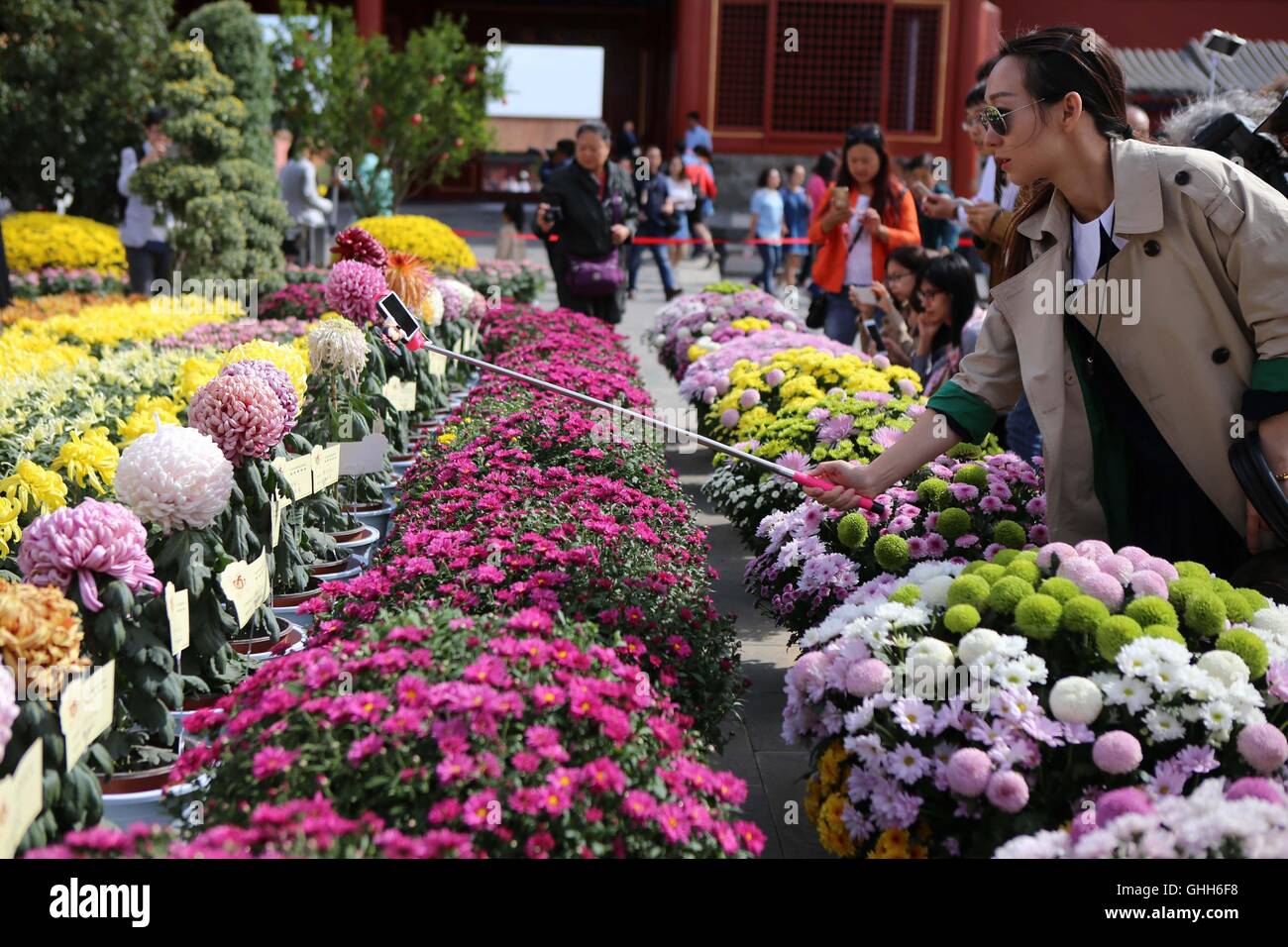 Beijing, Beijing, China. 27th Sep, 2016. Beijing, CHINA-September 27 2016:?(EDITORIAL?USE?ONLY.?CHINA?OUT) More than 30,000 pots of chrysanthemums from Kaifeng City are on display in the Palace Museum on September 27th, 2016, marking the upcoming National Day which falls on October 1st, 2016. The fine chrysanthemums of different kinds are showcased in the Forbidden City from September 27th to October 16th, 2016. Chrysanthemum from Kaifeng City, central ChinaÂ¡Â¯s Hunan Province, is regarded as the first-level chrysanthemum in China. © SIPA Asia/ZUMA Wire/Alamy Live News Stock Photo