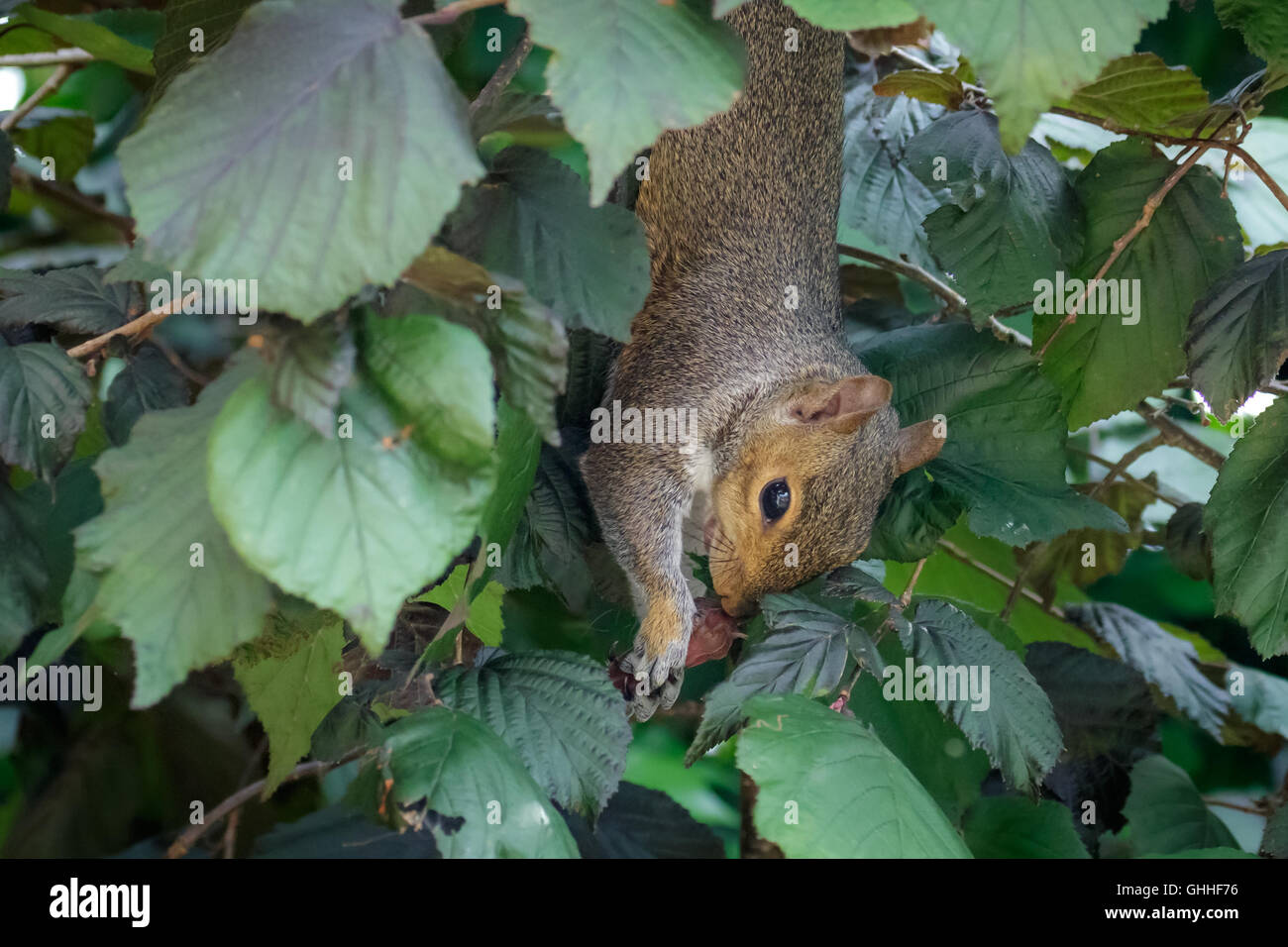 Female Grey Squirrel (Sciurus carolinensis) feeding on Hazelnuts. Stock Photo