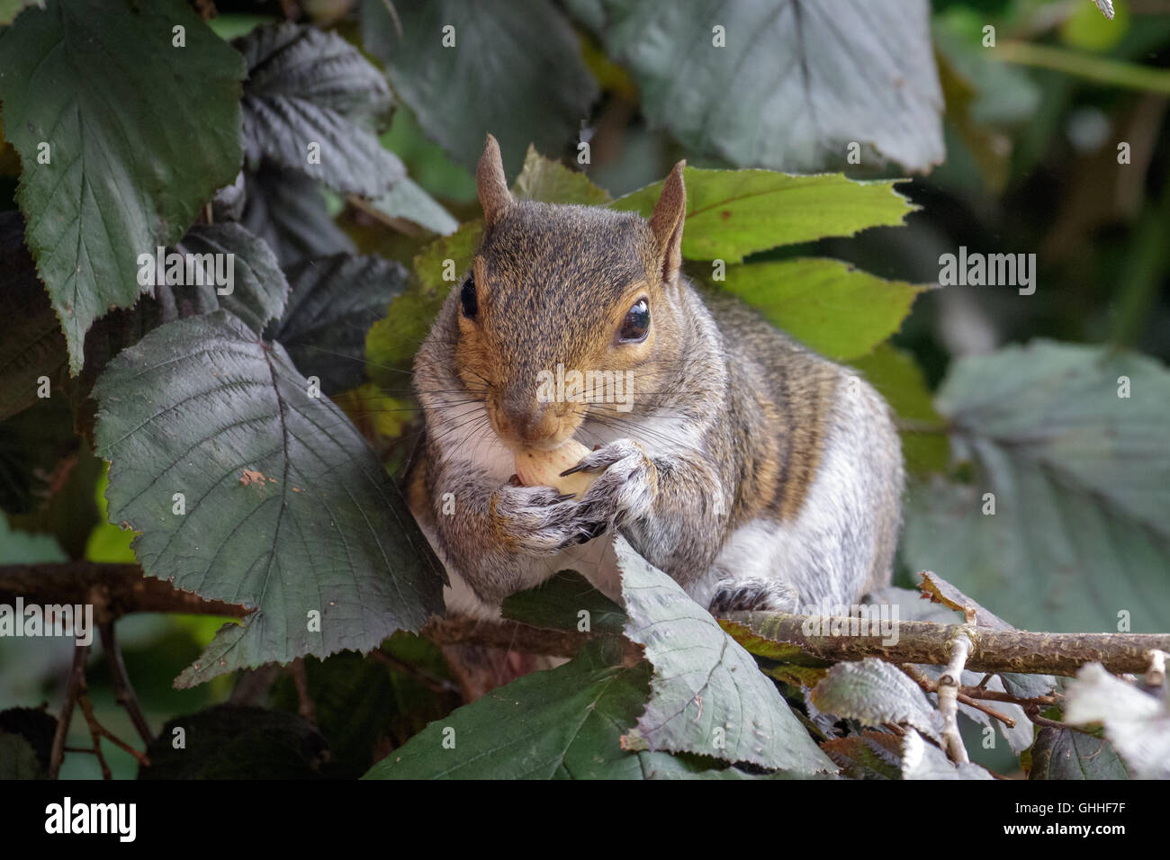 Female Grey Squirrel (Sciurus carolinensis) feeding on Hazelnuts. Stock Photo