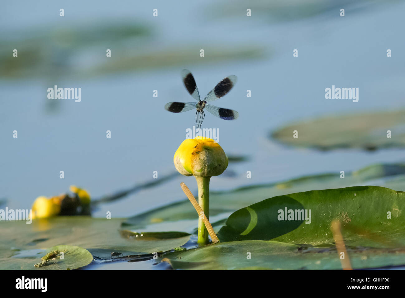 Male Banded Demoiselle damselfly(Calopteryx splendens) taking off from a lillypad flower Stock Photo