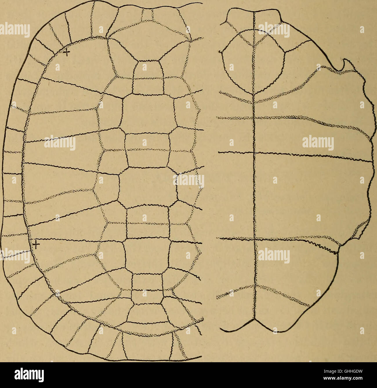 Richard Lydekker’s 1888 catalog provides a comprehensive listing of