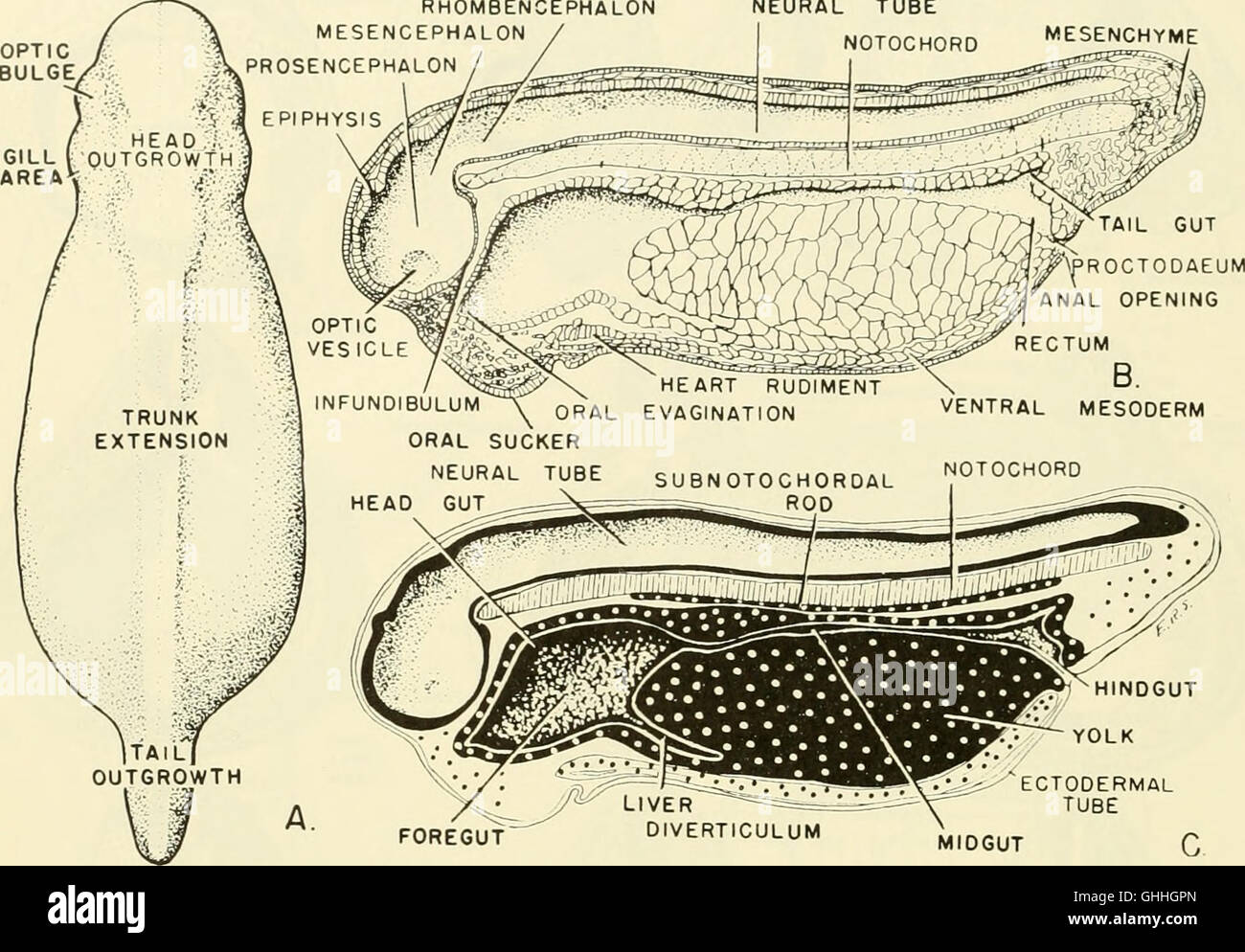 Comparative embryology of the vertebrates; with 2057 drawings and photos. grouped as 380 illus (1953) Stock Photo